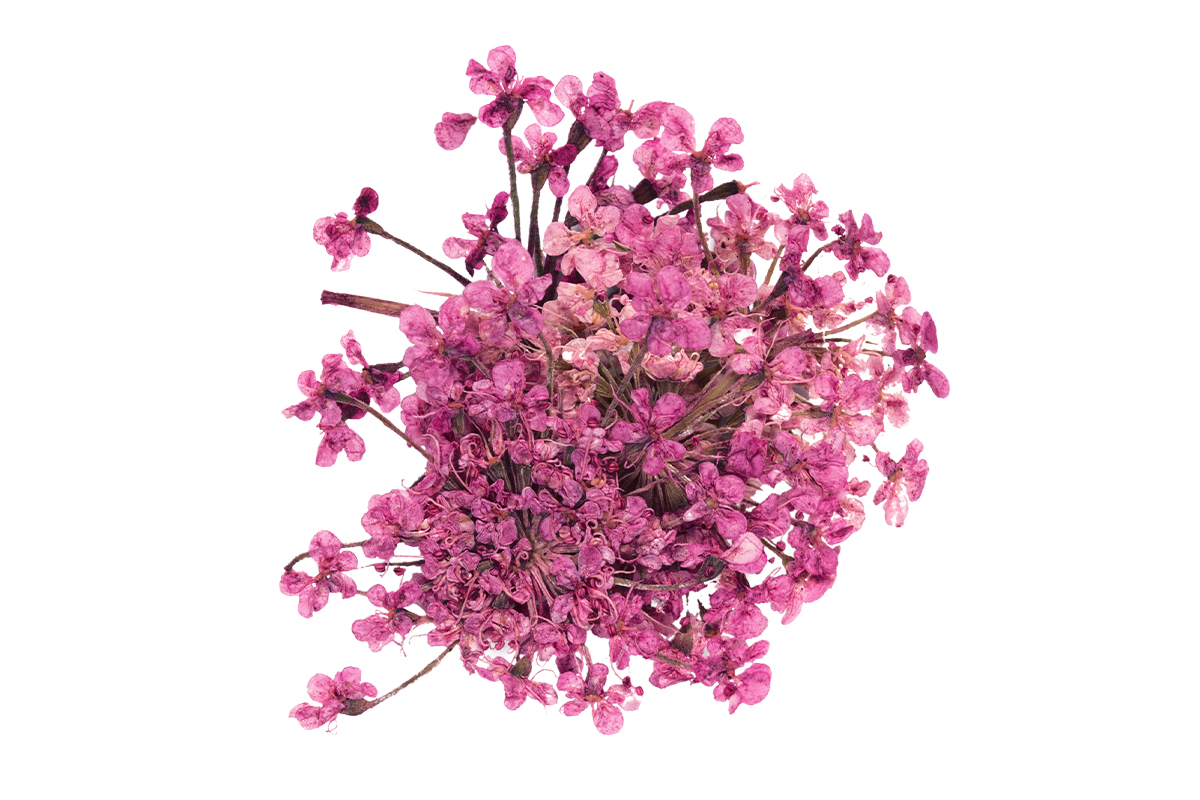 Jolifin Dried Flowers - Mini blossoms violet